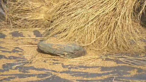 Paddy separation, old manual method Stock Footage 270865295