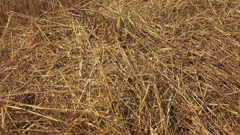 Paddy Straw 2 Stock Footage 115665787