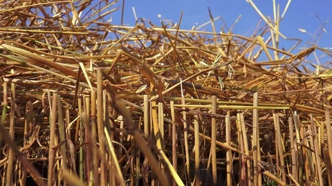 Paddy Straw 3 動画素材 115665788