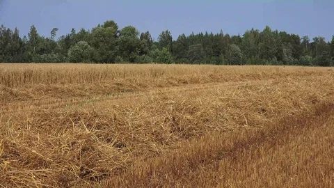 Paddy Straw 動画素材 115665674