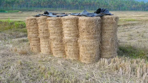 Paddy Straw Stock Footage 230977867