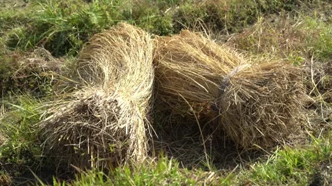 Paddy with Straws, Collecting Stock Footage 270865329