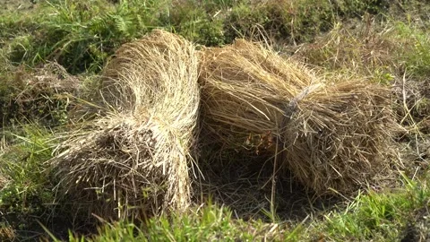 Paddy with Straws, Collection Stock Footage 270865316