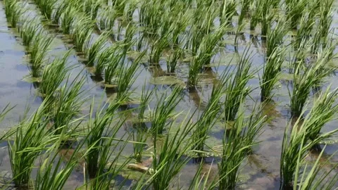 Paddy swayed in the direction of the wind Video stock 255092682
