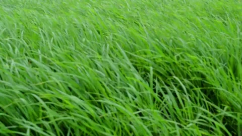 Paddy swayed Stock Footage 230212294