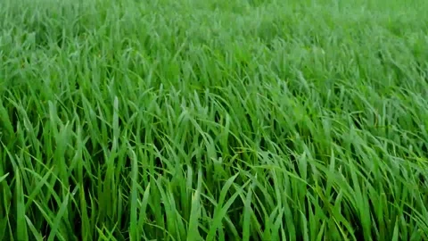 Paddy swayed to the rhythm of the wind Video stock 230212284