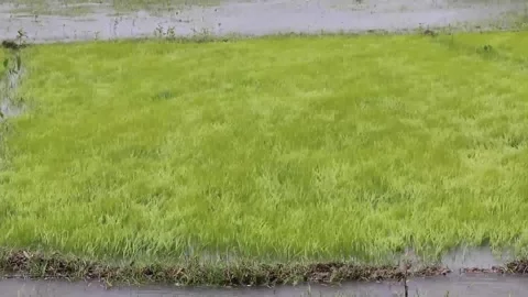 Paddy sways in the wind . Stock Footage 157609029