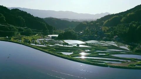 Paddy terraced rice fields at sunset, traditional rice cultivation in Asia Stock Footage 279375883