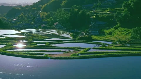Paddy terraced rice fields at sunset, traditional rice cultivation in Asia Stock Footage 279375884