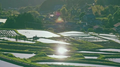 Paddy terraced rice fields at sunset, traditional rice cultivation in Asia Stock Footage 279375959