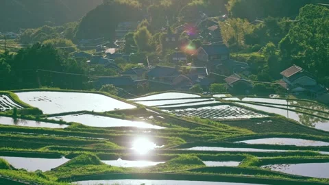 Paddy terraced rice fields at sunset, traditional rice cultivation in Asia Stock Footage 279375970