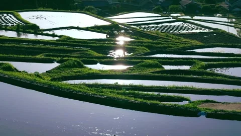 Paddy terraced rice fields at sunset, traditional rice cultivation in Asia Stock Footage 279376100