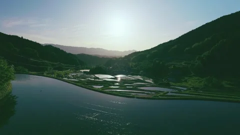 Paddy terraced rice fields at sunset, traditional rice cultivation in Asia Stock Footage 279376271