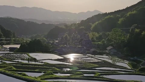 Paddy terraced rice fields at sunset, traditional rice cultivation in Asia Stock Footage 279376310