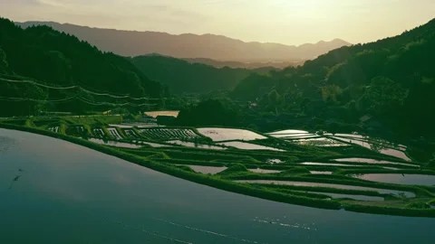 Paddy terraced rice fields at sunset, traditional rice cultivation in Asia Stock Footage 279376422