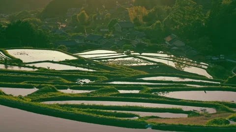 Paddy terraced rice fields at sunset, traditional rice cultivation in Asia Stock Footage 279376543