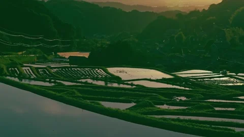 Paddy terraced rice fields at sunset, traditional rice cultivation in Asia Stock Footage 279376682