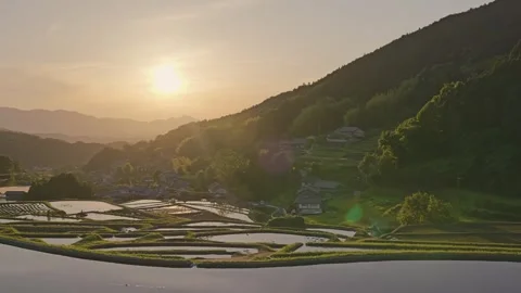 Paddy terraced rice fields at sunset, traditional rice cultivation in Asia Stock Footage 279376797