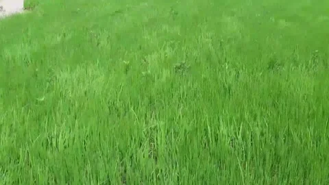 Paddy tree or rice tree in the agriculture field. Stock Footage 242352874
