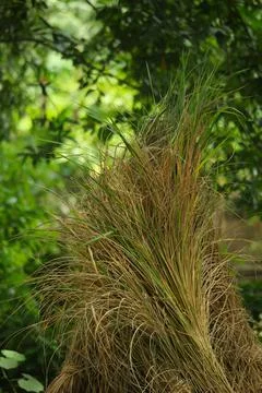The paddy trees have been kept in eight beds Stock Photos
