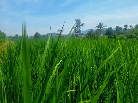 Paddy trees Stock Photos