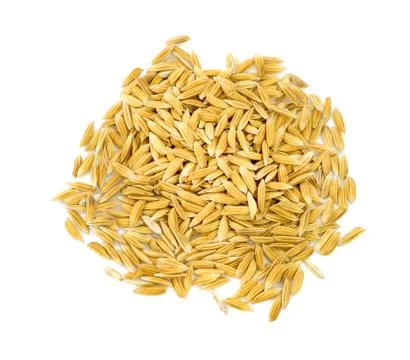 Paddy on white background Stock Photos