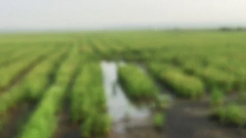 PaddyField Stock Footage 106430325