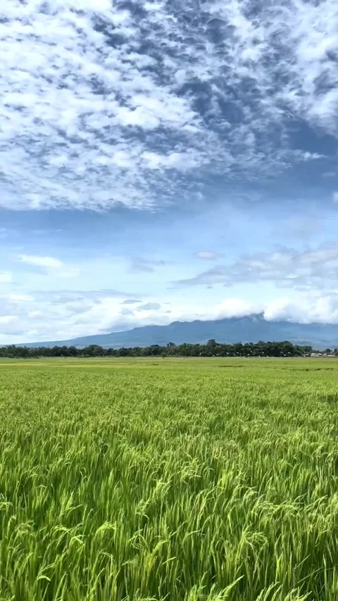 Paddyfield with Mountain Видео 342699827