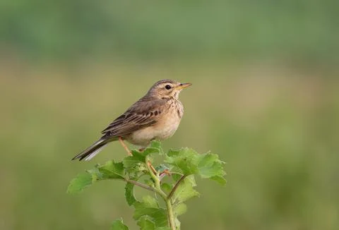 Paddyfield pipit perched gracefully on tree branch. Stock Photos