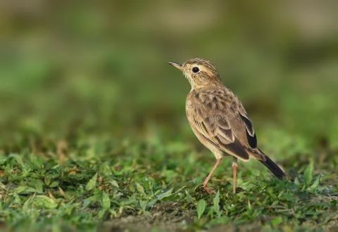 Paddyfield pipit Foto stock