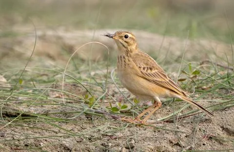 Paddyfield Pipit Stock Photos