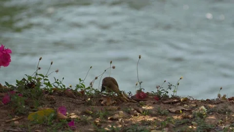 Paddyfield pipit stands on a mound by the river looking for food. Stock Footage 303040433