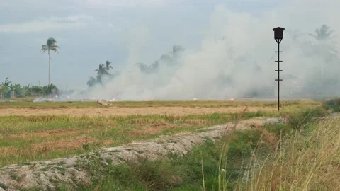 PaddyFieldFire Vídeos de archivo 169059691