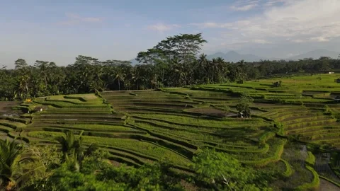 Paddyfields in Ubud Indonesia 動画素材 269345809
