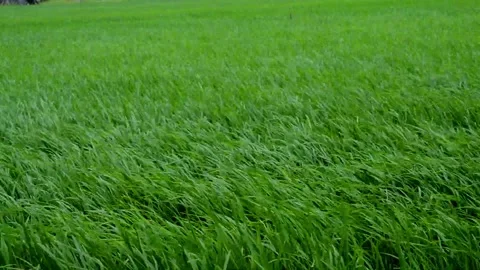 Paddy's beautiful moves Stock Footage 230212400