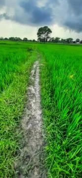 Paddy's field Stock Photos