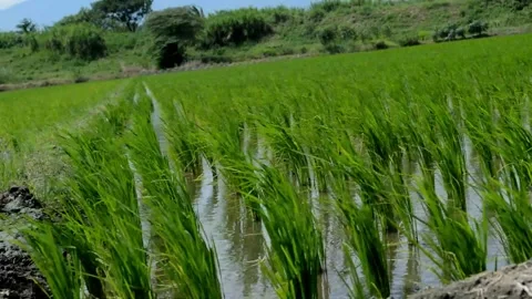 Paddy's plants swayed Stock Footage 230211727