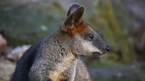 Pademelon Stock Footage 132471024