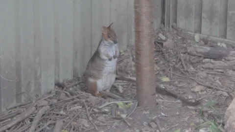 Pademelon, Small Kangaroo from Australia Stock Footage 86665568
