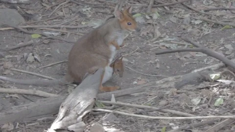 Pademelon, Small Kangaroo from Australia Stock Footage 86665583