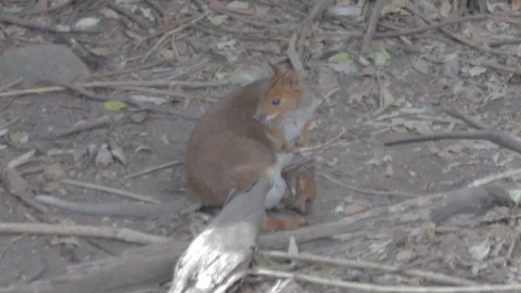 Pademelon, Small Kangaroo from Australia Stock Footage 86665591