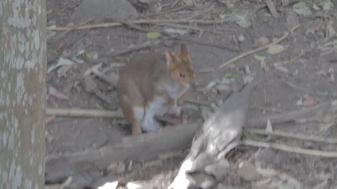 Pademelon, Small Kangaroo from Australia Stock Footage 86665616