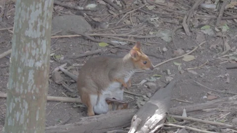 Pademelon, Small Kangaroo from Australia Stock Footage 86665622
