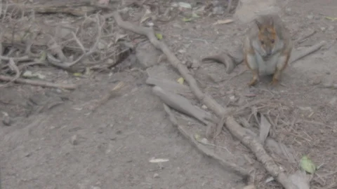 Pademelon, Small Kangaroo from Australia Stock Footage 86665945