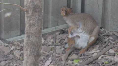 Pademelon, Small Kangaroo from Australia Stock Footage 86665981
