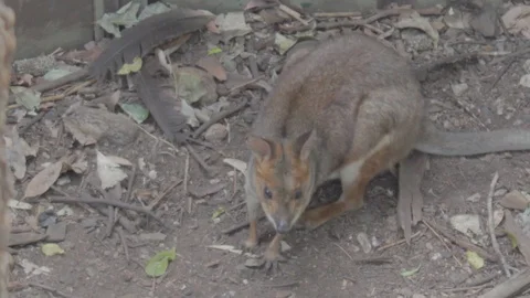 Pademelon, Small Kangaroo from Australia Stock Footage 86666000