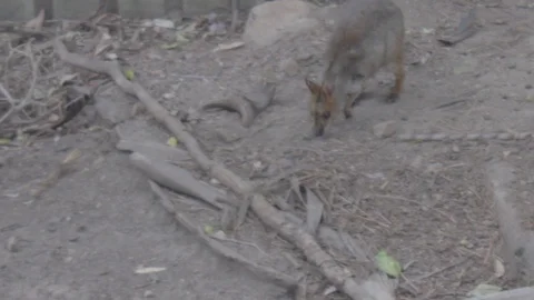 Pademelon, Small Kangaroo from Australia Stock Footage 86666007