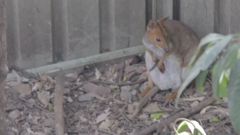 Pademelon, Small Kangaroo from Australia Stock Footage 86666015