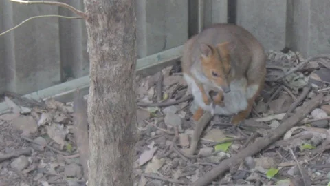 Pademelon, Small Kangaroo from Australia Stock Footage 86666024