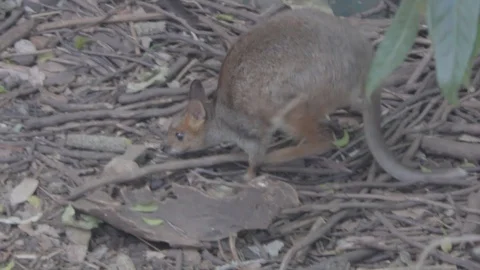 Pademelon, Small Kangaroo from Australia Stock Footage 86666028